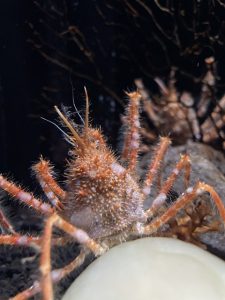 deep sea giant crustaceans