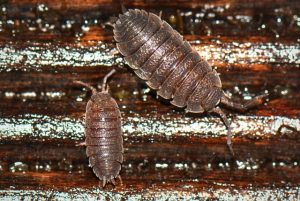 isopods or woodlice 